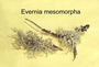 Evernia mesomorpha image